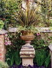 Stone urn planetd with Phormium and Bacopa